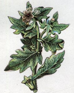 Giftige botanische planten: tot. Gravure in 