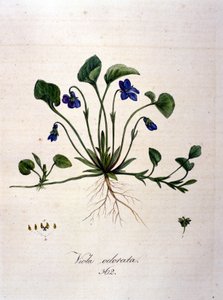 Viooltje. 19e-eeuwse gravure door Unknown artist