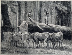 Houthakkers in een sequoia bos in Californië - gravure door Unknown artist