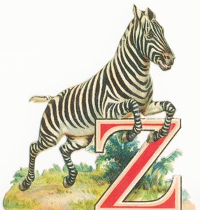 Z: Zebra