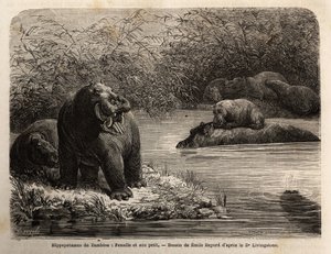Zambese nijlpaard: vrouwtje en haar jong verfrissen zich in de rivier. Gravure ter illustratie van Dr. Livingstone