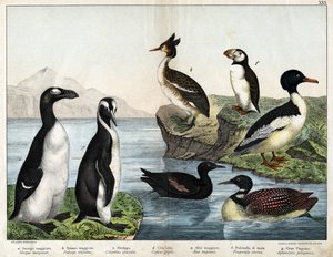 a: Grote zaagbek (Mergus merganser), b: Fuut (Podiceps cristatus), c: IJsduiker (Gavia immer), d: Zwarte zeekoet (Cepphus grylle), Grote alk (Pinguinus impennis), f: Papegaaiduiker (Fratercula arctica), g: Keizerspinguïn (Aptenodytes forsteri) door Unknown artist