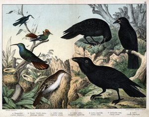 a: Boomkruiper (Certhia familiaris), b: Kleine vliegenvanger (Mellisuga minima), c: Versierde kolibrie (Lophornis ornata), d: Saffierkolibrie (Hylocharis sapphirina), e: Keizerlijke raaf (Corvus corax), f: Zwarte kraai (Corvus corone), g: Raaf (Corvus frug