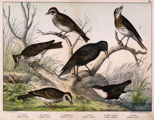 a: Noordelijke leeuwerik (Alauda arvensis), b: Boomleeuwerik (Lullula arborea), c: Kuifleeuwerik (Galerita cristata), d: Spreeuw (Sturnus vulgaris), e: Waterspreeuw (Cinclus aquaticus), f: Lijster (Turdus musicus) - in 