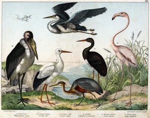 a: Flamingo (Phoenicopterus roseus), b: Witte ooievaar (Ciconia alba), c: Zwarte ooievaar (Ciconia nigra), d: Maraboe (Leptoptilus crumenifer), e: Witte reiger (Ardea cinerea), f: Rode reiger (Ardea purpurea) - in 