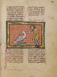 Een Caladriusvogel