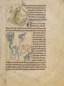 Een hagedis; Salamanders
