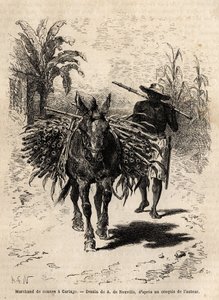 Een rietverkoper en zijn muilezel in Cartago (Costa Rica), de enige handelaar die de lege straten van de stad animeert. Gravure ter illustratie van de reis naar Nieuw-Granada, door Dr. Saffray, in 1869, gepubliceerd in 