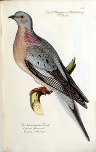 Een trekkende duif, nu uitgestorven. Zoölogische kaart naar Fritsch door Unknown artist