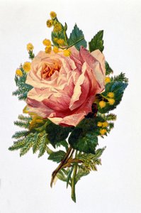 Een roos door Unknown artist