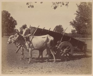 Landbouwwagen, Guzerat