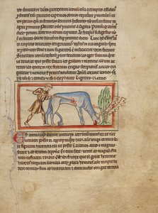 Een antilope door Unknown artist