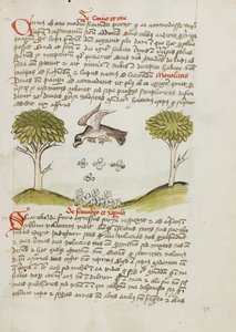 Een adelaar vliegt over een zwerm insecten door Unknown artist