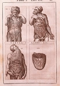 Anatomische plaat die de afmetingen, spieren van de buik, darmen en maag toont. Gravure in "Anatomia Corporis Humani" door Juan Valverde De Amusco