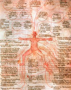 Anatomische kaart die de bloedsomloop illustreert Miniatuur uit het manuscript “De surgia” 13e eeuw Venetië Biblioteca Marciana door Unknown artist