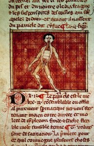Anatomische figuur: huid, borst open. Miniatuur uit het manuscript Chirurgie geschreven door Henri de Mondeville