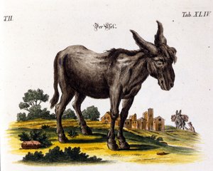 Ankey. 18e eeuwse voorstelling door Unknown artist