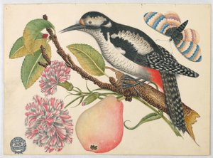 Vogel, vlinder en peer