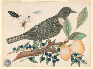 Zwarte vogel met bosbessen en abrikozen
