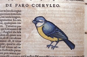 Blauwe Passereau in Historia Animalium door Conrad Gesner (1516 - 1565), Tiguri