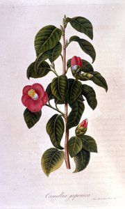 Botanische plaat: Camelia uit Japan. Gravure uit de 19e eeuw door Unknown artist