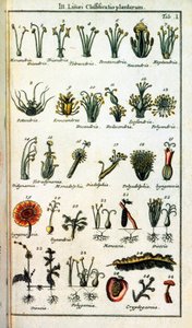 Botanische plaat: Classificatie van planten door Carl von Linne door Unknown artist