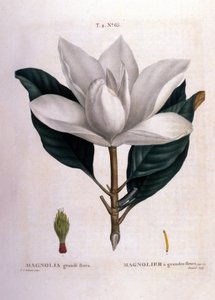 Botanische plaat: Magnolia.