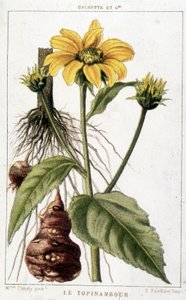 Botanische plaat die een aardpeer voorstelt