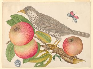 Bruine vogel op appelboomtak, met rups