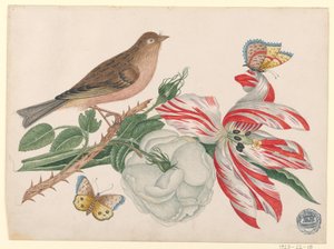 Bruine vogel op tak met roos, tulp en insecten