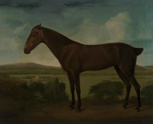 Bruin paard in een heuvelachtig landschap