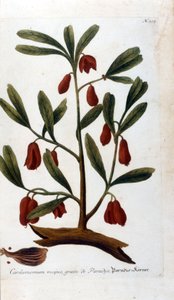 Kardemom. Gravure uit de 18e eeuw. door Unknown artist