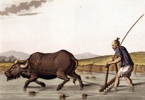 China, rijstgewassen ploegen met runderen - in “Het Oude en Moderne Kostuum” door Jules Ferrario door Unknown artist