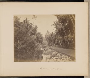Cacao-notenboomgaard bij Galle, Ceylon