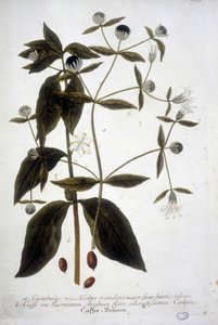 Koffiezaadplant in een 19e-eeuws herbarium. door Unknown artist