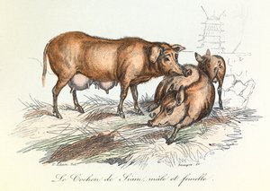 "Completes de Buffon" met de nomenclatuur van Linneene en de classificatie van Cuvier: Dieren: Het varken van Siam (gravure) door Unknown artist