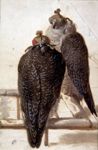 Koppel valken. 18e-eeuwse tekening door Unknown artist