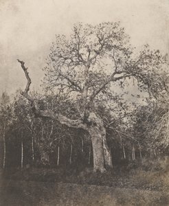 [Kromme boom met dunne bladeren]. door Unknown artist