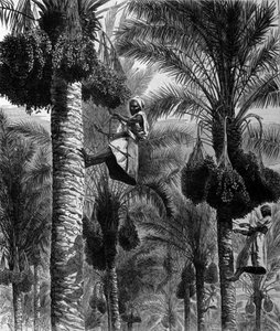 Dadelpluk in Ceylon (huidig Sri Lanka) 19e-eeuwse gravure
