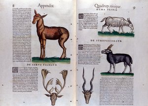 Hert en antilope - in Historia Animalium door Conrad Gesner (1516 - 1565), Tiguri
