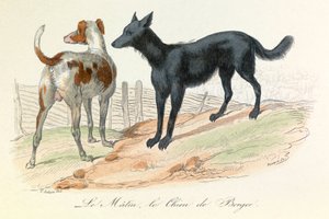 Hond en Matin, twee dieren geclassificeerd door Linneene en Cuvier (gravure) door Unknown artist
