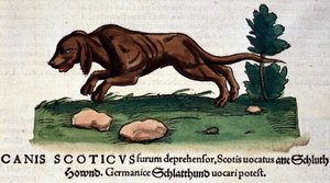 Hond uit de Historia Animalium door Conrad Gesner, Tiguri 1560. Biblioteca nazionale Braidense. Milaan door Unknown artist