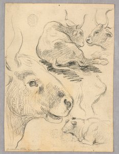 Tekening: Schetsen van koeien door Unknown artist