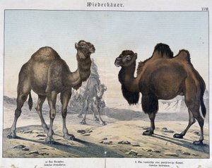 Dromedaris en kameel - in "Natural histories of mammals", uitgegeven door Schreiber, München