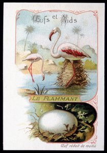 Flamingo - Eieren en Nesten. 19e eeuw chromolithografie
