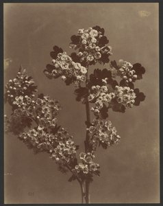 [Bloemenstudie met meerdere bloemtrossen]. door Unknown artist