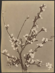 [Bloemstudie met kleine witte bloemen] door Unknown artist