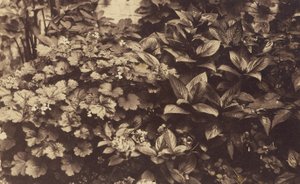 [Bloemen en Bladeren].