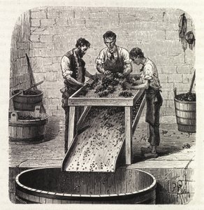 Het sorteren van de druiven op een rooster tijdens het proces van het maken van wijn van superieure kwaliteit uit Bourgondië. Gravure uit het einde van de 19e eeuw door Unknown artist