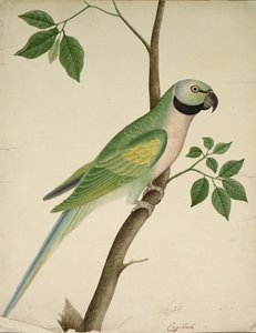 Groene Papegaai